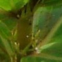Knoxia spicata (Thwaites ex Trimen) Ridsdale